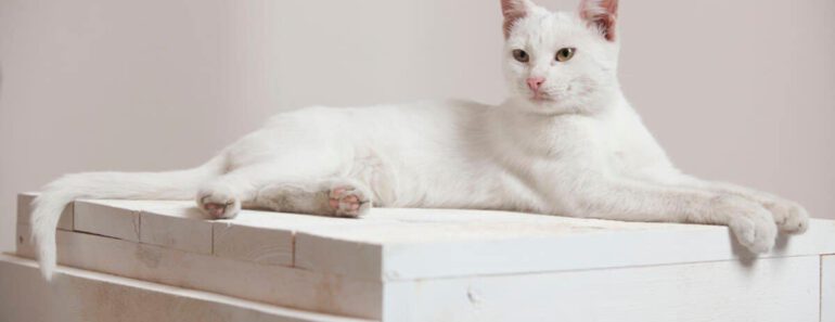 Top 8 Beste Kattenvoer 2023 (Extra Korting)