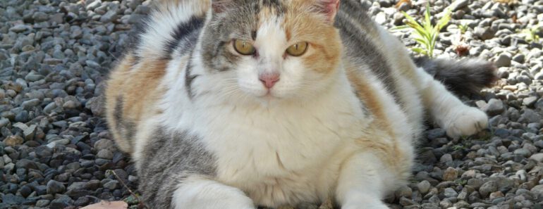 Hoe kan ik mijn kat met overgewicht helpen om weer in vorm te komen?