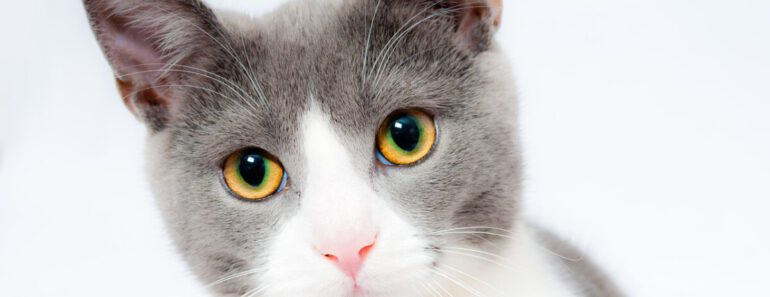 Top 6 Automatische, Zelfreinigende Kattenbakken 2024 (Met Korting)