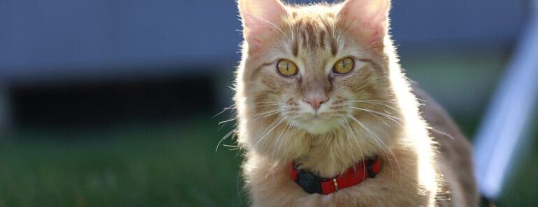 Nooit Meer Je Kat Kwijt: De 4 Beste GPS Trackers voor Katten in 2025
