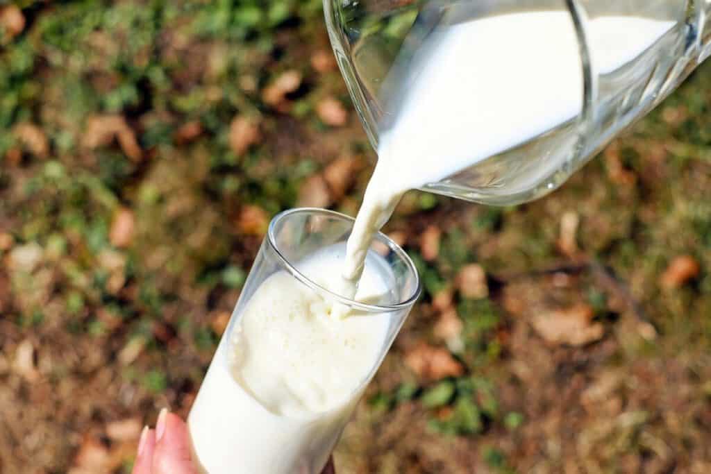 Wat Voor Soort Melk Mogen Katten Drinken Is Melk Goed Voor Katten Katmundo