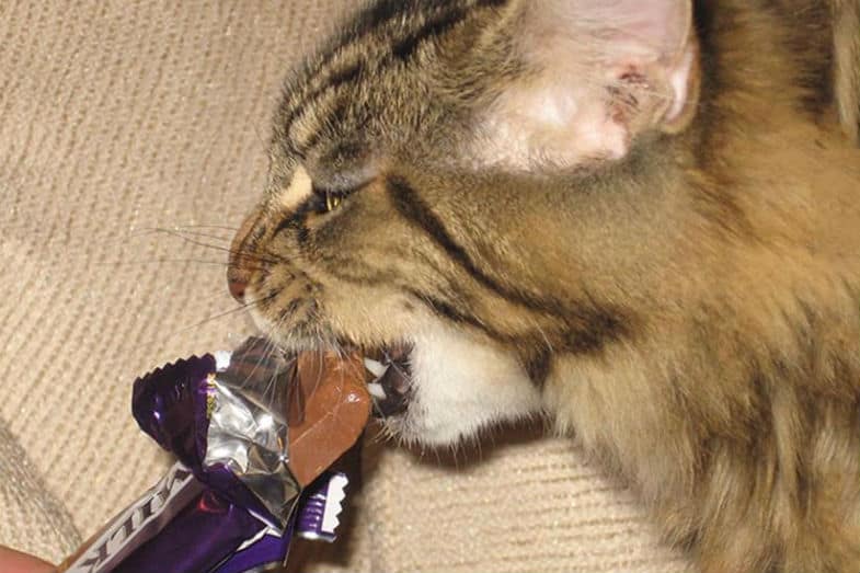 kat en chocolade