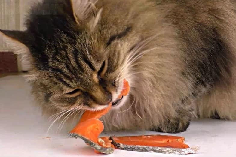 kat eet rauwe vis