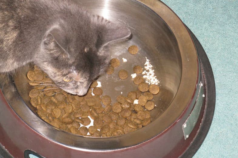 kat eet hondenvoer