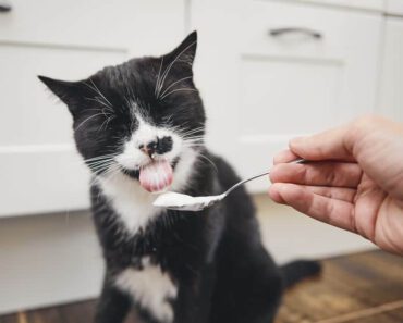 Mogen katten yoghurt eten? Welke soort is goed voor je kat?