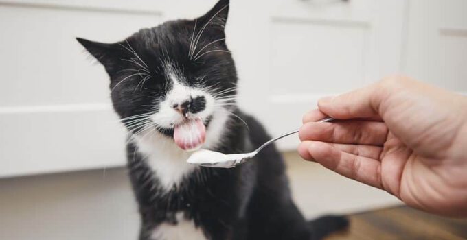 Mogen katten yoghurt eten? Welke soort is goed voor je kat?