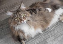 Maine Coon kat: alles over dit prachtige ras