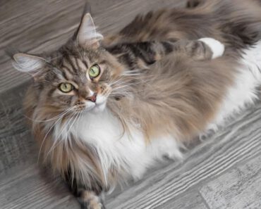 Maine Coon kat: alles over dit prachtige ras