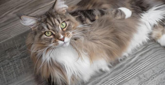 steek toewijzing dik Maine Coon kat: alles over dit prachtige ras - Katmundo