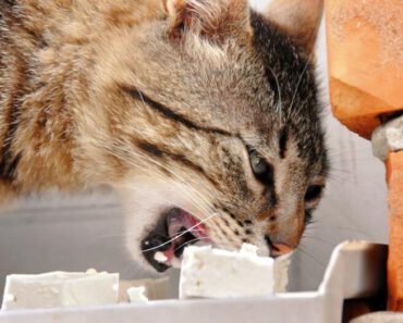 Mogen katten kaas eten? Is kaas goed voor katten?