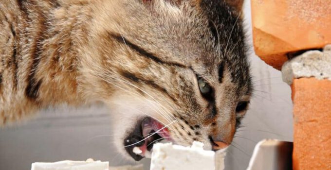 Mogen katten kaas eten? Is kaas goed voor katten?