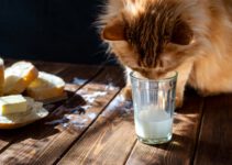 Wat voor soort melk mogen katten drinken? Is melk goed voor katten?