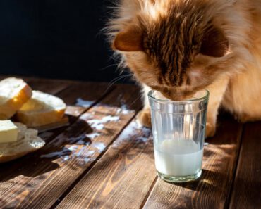 Wat voor soort melk mogen katten drinken? Is melk goed voor katten?