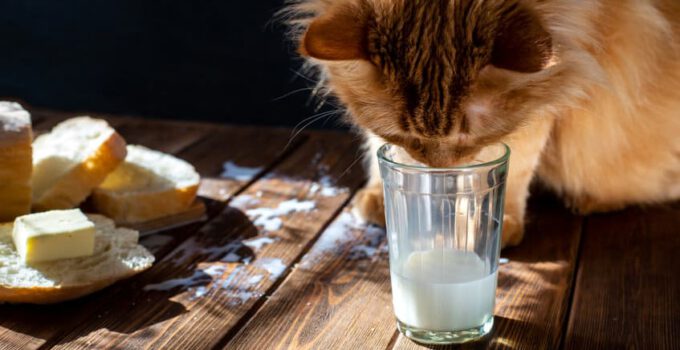 Wat voor soort melk mogen katten drinken? Is melk goed voor katten?