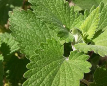 Mogen katten kattenkruid eten? Is catnip veilig voor katten?