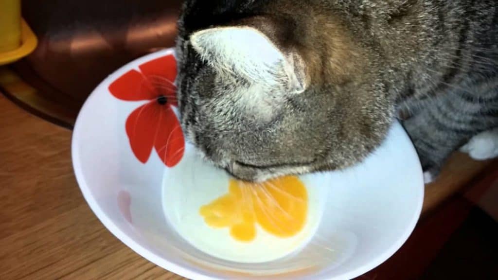 kat eet rauw ei