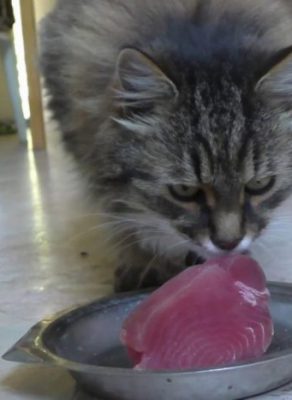 kat eet rauwe tonijn