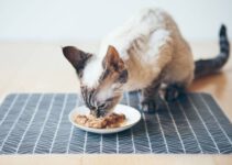 Mogen katten tonijn eten? Is tonijn goed voor katten?