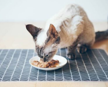 Mogen katten tonijn eten? Is tonijn goed voor katten?