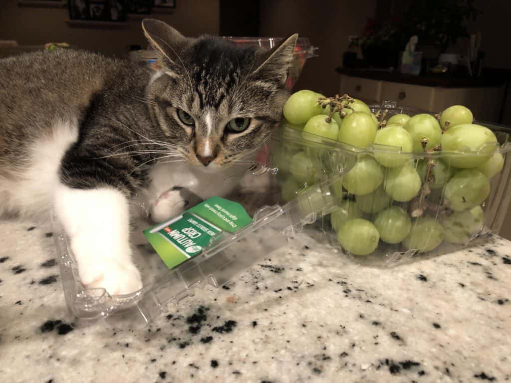 kat en druiven