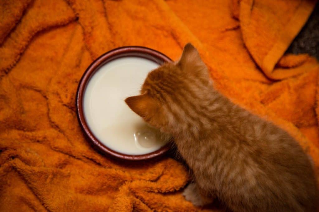 kitten drinkt melk