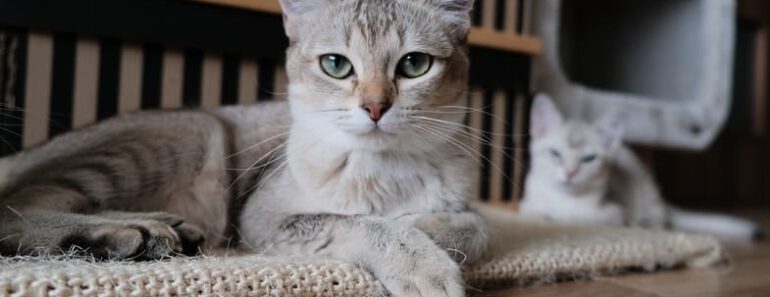Top 10 gedragsproblemen bij katten