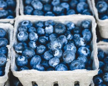 Mogen katten blauwe bessen eten? Zijn blauwe bessen goed voor katten?