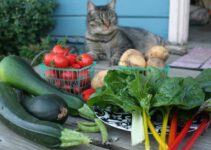 Mogen katten groenten eten? Alles wat je moet weten