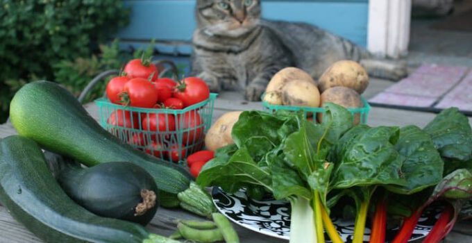 Mogen katten groenten eten? Alles wat je moet weten