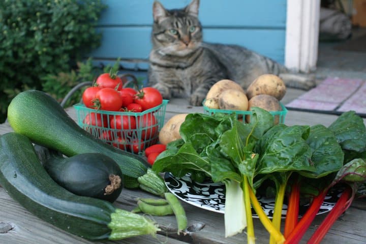 Heb geleerd Efficiënt zweer Mogen katten groenten eten? Alles wat je moet weten - Katmundo