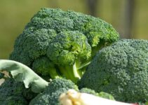 Mogen katten broccoli eten? Is broccoli goed voor katten?