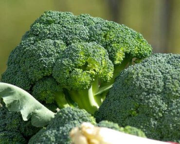 Mogen katten broccoli eten? Is broccoli goed voor katten?