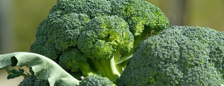 Mogen katten broccoli eten? Is broccoli goed voor katten?