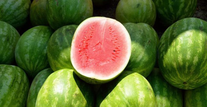 Mogen katten watermeloen eten? Is watermeloen goed voor katten?