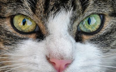 katten en kleuren