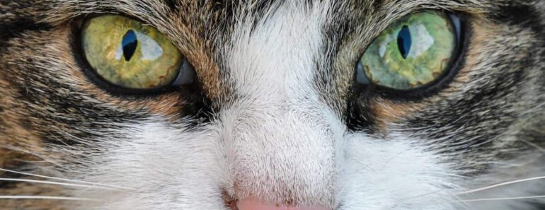 Wat zien katten? Zien ze alleen zwart en wit of ook kleuren?