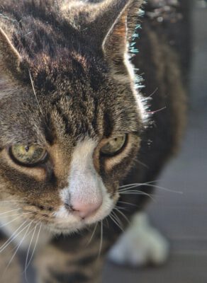 mooie kat