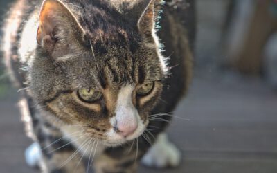 mooie kat