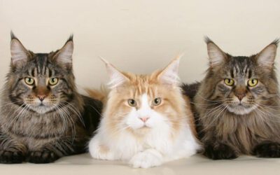maine coon katten