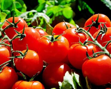 Mogen katten tomaten eten? Zijn tomaten goed voor katten?