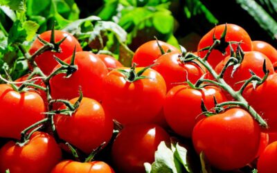 katten en tomaten