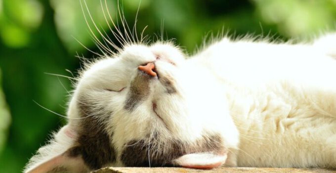 Kat snurkt tijdens het slapen: is dat normaal?