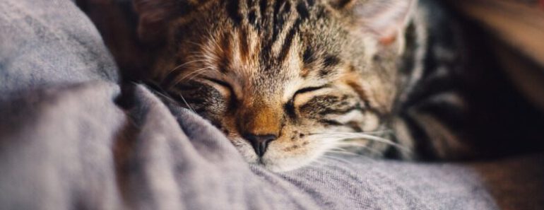 Slaaphoudingen van een kat: wat betekenen ze?