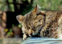 Dromen katten? Kunnen ze nachtmerries hebben?