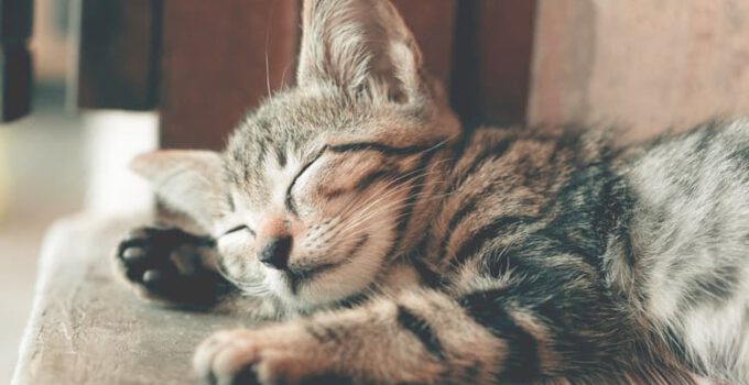 Hoeveel tijd slapen katten gedurende de dag?