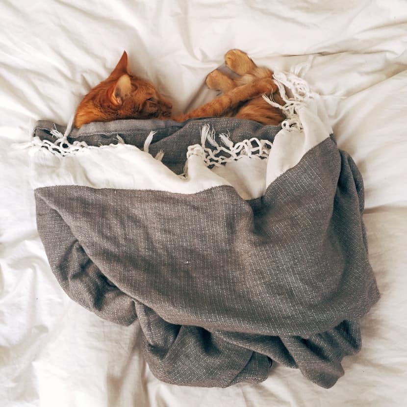 kat onder deken