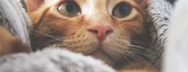 Kunnen katten verliefd worden? Of helemaal niet?