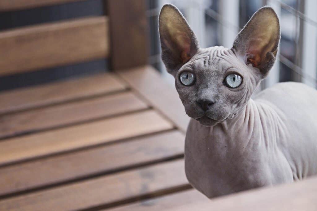 sphynx kat
