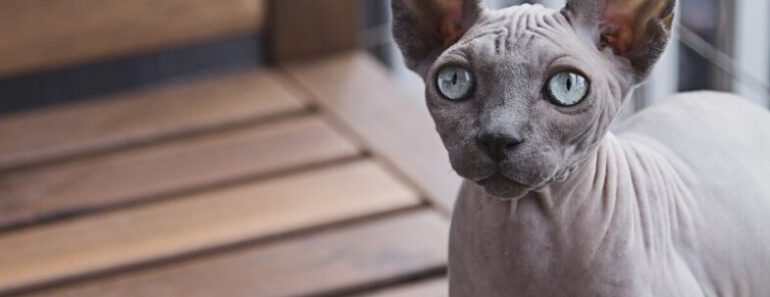 7 kattenrassen die niet verharen (Met foto’s)