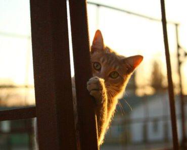 10 kattengedragingen die kunnen wijzen op een zieke kat